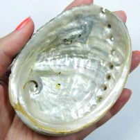 مجموعه‌داده‌ی Abalone daraset برای پیش‌بینی سن صدف‌های دریایی